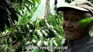 [Cantonese] Coffee Cultural Landscape of Colombia 哥伦比亚咖啡文化景观