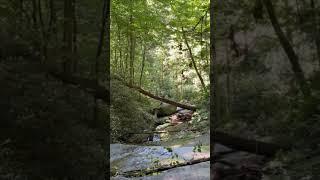 In An Ambient Nature #nARK #lofi #ambient #synth #nature #park #trail