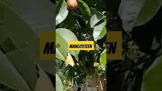 #mangosteen #asmr #fruit #season #yummy #satisfying #countryside #philippines