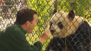 RMR: Rick and Giant Pandas