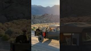 DOGEX:fun with Drew+pack #dog #fun #poop #adventure #dogpoop #dogwalker #willys #funnydogs #jeep