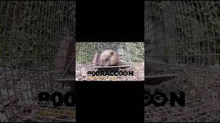 #groundhog #raccoon #pest #wildlife #wildlifecontrol #squirrel #wildliferemoval #pestcontrol