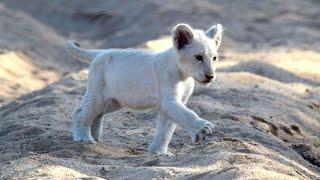 LES ANIMAUX D'AFRIQUE DU SUD (DOCUMENTAIRE ANIMALIER 2021)