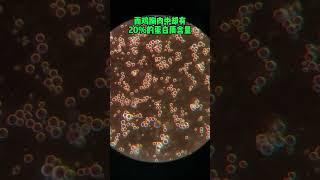 牛油果的养生神坛是吹出来的 #显微镜下的世界#Microscope#Science Popularization#shorts