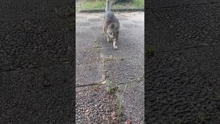 It's raining, but Manmaru is walking around with all his mightIsn't he so cute️ #BIGMAMAILoveCa...