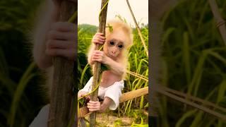 Caught vibing to Up Down #farm #cutemonkey #monkeybaby #cute #fyp