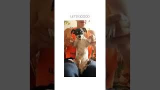 dog flexes #Short