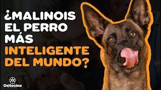 MALINOIS MÁS INTELIGENTES QUE EL BORDER COLLIE: TOP 10 PERROS MÁS INTELIGENTES  (ACTUALIZADO)