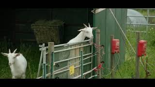 Clarkson's Farm - Goats VS Electric Fence
