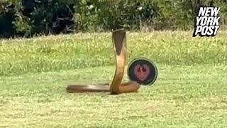 Huge cobra invades golf course in terrifying video: ‘This is crazy’