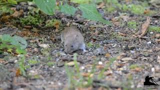 Wood mouse.