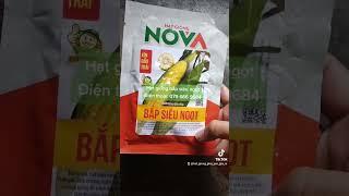 Hạt giống bắp siêu ngọt - Hạt giống Nova