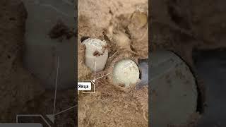 Вечное противостояние пчелы и мухи. Чьё потомство выживет?