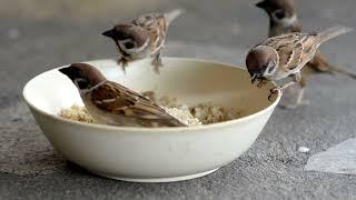 Birds feeding their babies