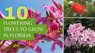 10 Stunning Flowering Trees to Grow in Florida