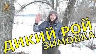 Как зимует Дикий Рой - FABRO