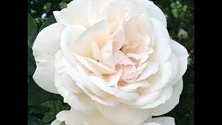 Rosier Floribunda 'Champagne Moment' La rose frivole