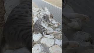 Мохнатый  Котик разложил на камнях свой животик 