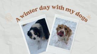 Day in a life with Australian Shepherds | Winter Morning with my Aussies