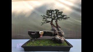 BONSAI EXHIBITION IN CHINA WELLCOM 2019