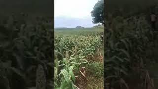 COSECHA de MAICILLO #shorts #maicillo #campo #elsalvador