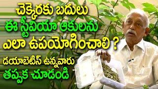 Stevia Plant for Diabetics Patients | Alternative for Sugar | Eagle Media Works