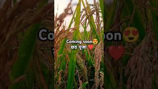 Coming soon chhath puja#youtube shorts#youtube videos#viral shorts#trending#chhath