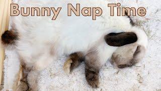 bunny naps on ikea doll bed | Day 59