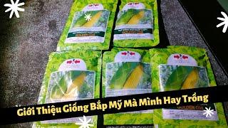 Đây Là Giống Bắp Mỹ (ngô ngọt) Mà Mùa Nào Mình Cũng Hay Trồng