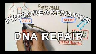 Photoreactivation | DNA Repair Mechanism