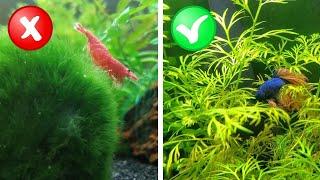 My Honest Review of 10 "Beginner" Aquarium Plants