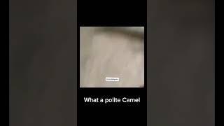 What a polite Camel MEME 