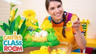 Caitie's Classroom Live  - Ducks!