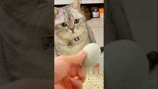The owner played a big prank on his cat