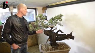 Mauro Stemberger demonstration on a mugo pine (Pinus mugo)