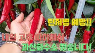 탄저병 예방을 위해 과산화수소를 줍니다!! 더불어 고추종자도 소개!! 고추농사 잘 짓는법!!