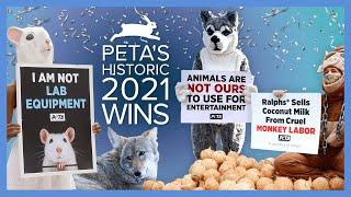 A Banner Year for Animal Liberation: PETA’s Unstoppable Wins in 2021