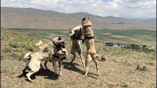 A BIG FIGHT IN THE Flock! TWO GROUPS ENTIRELY EACH OTHER. DUMAN, Xena-ZEHIR AND BERAZ SHARE THEIR