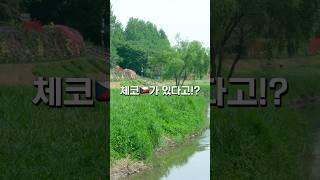 체코를 양재천에서 만난다고?!!