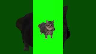 Cat spinning TikTok meme (GREEN SCREEN)