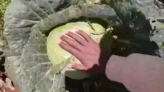 VILLAGE TOUR||BUSINESS FOR CABBAGE  AMAZING LAND IN TRANZOIA