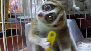 Brushing Slow Loris