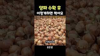 양파 수확 후 저장하는 법