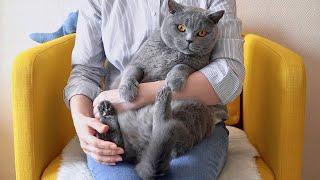 Британский кот не любит сидеть на руках / touchy cat / angry cat
