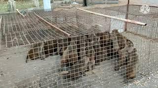 call me any monkey 8088857880 6301134113