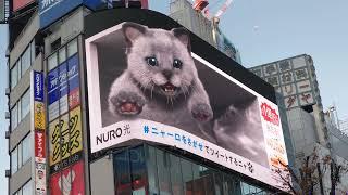 新宿の猫の新バージョン