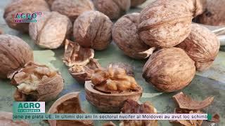 Se așteaptă o recoltă mare de nuci în Moldova – AGRO TV News