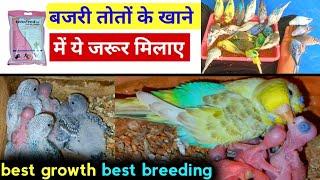 BUDGIES PARROT BEST SOFT FOOD AND CALCIUM IN HINDI || veto feed use for budgies parrot.