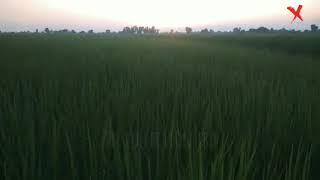 Morning sunrises||kawalgumani|| art collection jbd production||