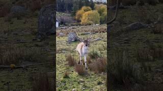 Nos alojamos en un vagón en Valle de los Ciervos, Tandil #shorts #viajes #Argentina